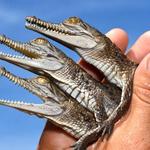 Crocodile in the pool? Here’s what to do