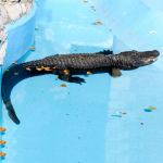 pool-design-and-maintenance